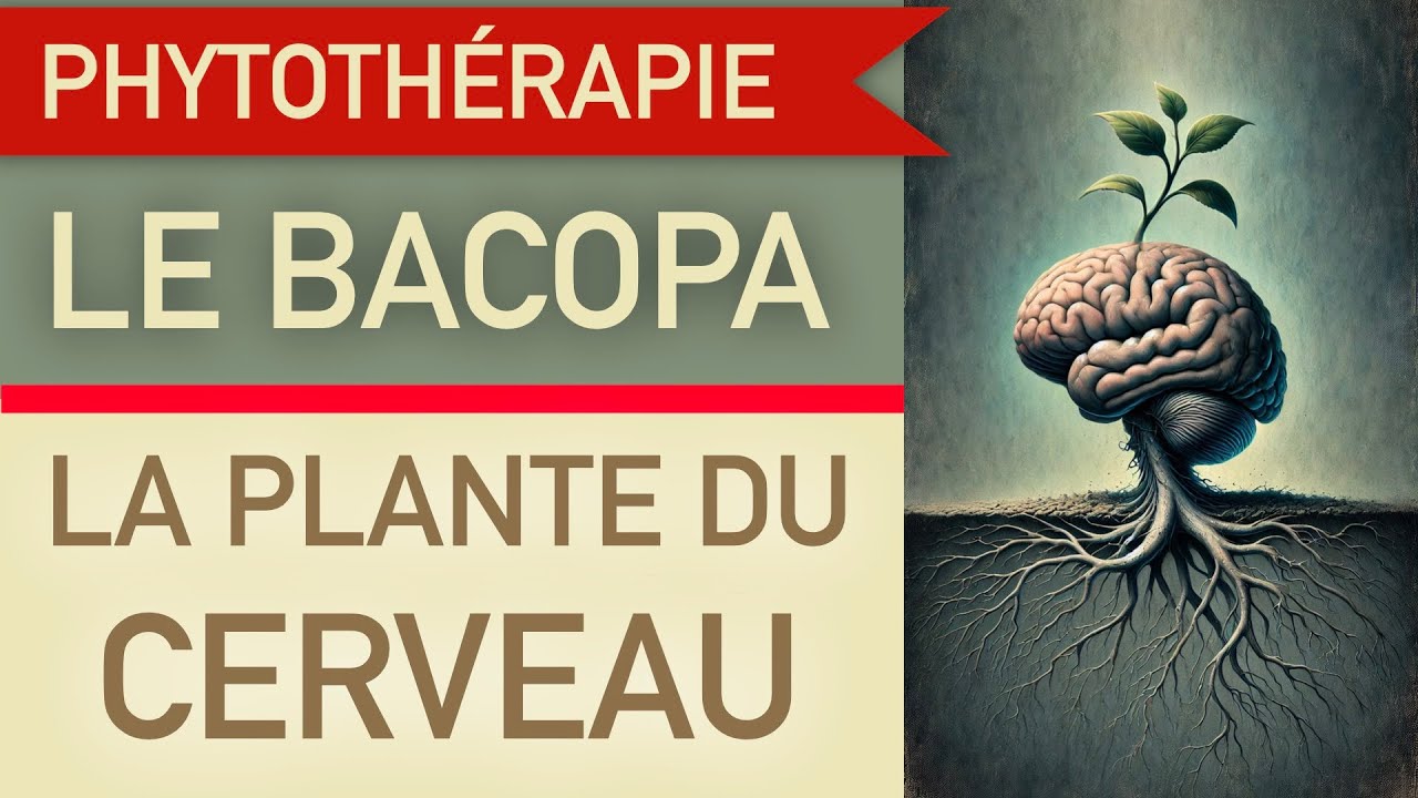 le bacopa la plante du cerveau