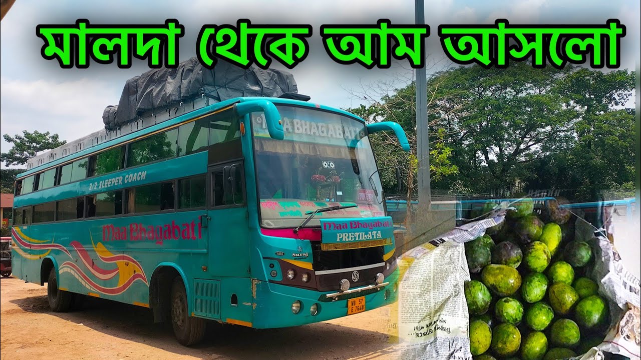 মালদার আম কিভাবে পাবেন || Malda Aam || Malda Mango