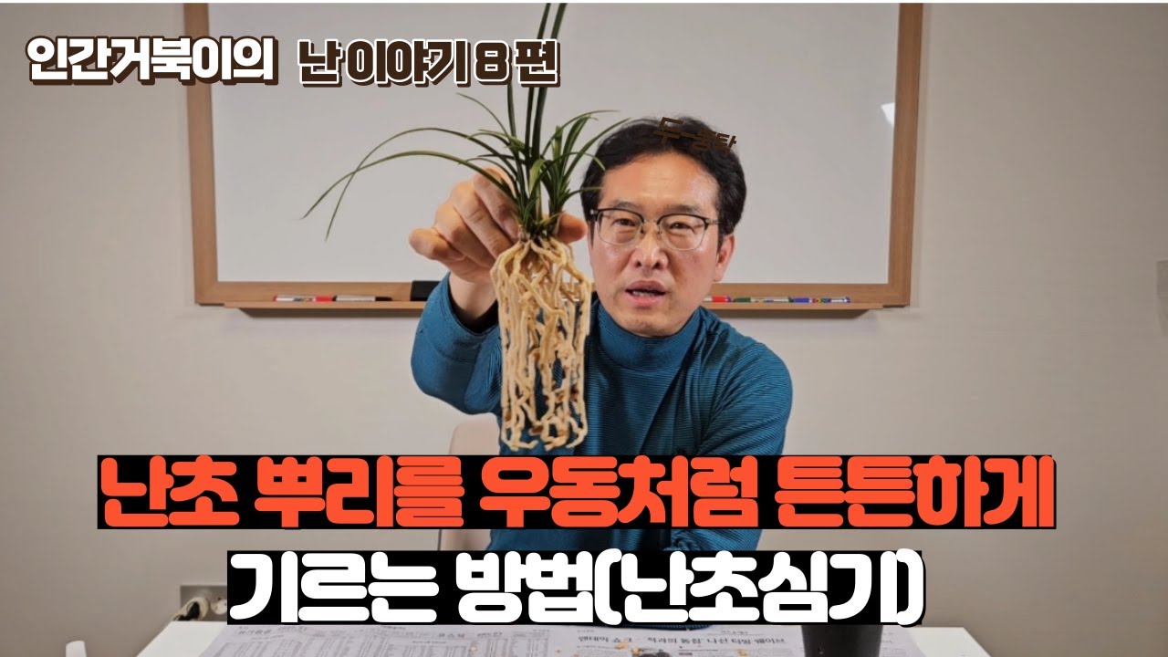 난초뿌리를 우동처럼 굵고 튼튼하게 만드는 방법(난초심기편)