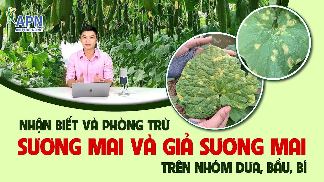 APN - NHẬN BIẾT VÀ PHÒNG TRỪ SƯƠNG MAI, GIẢ SƯƠNG MAI TRÊN NHÓM DƯA BẦU BÍ