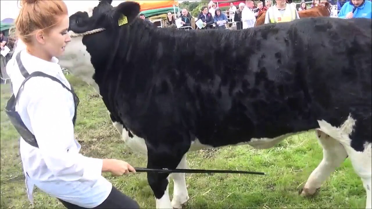 2017 Swinford Agricultural Show Cattle Section