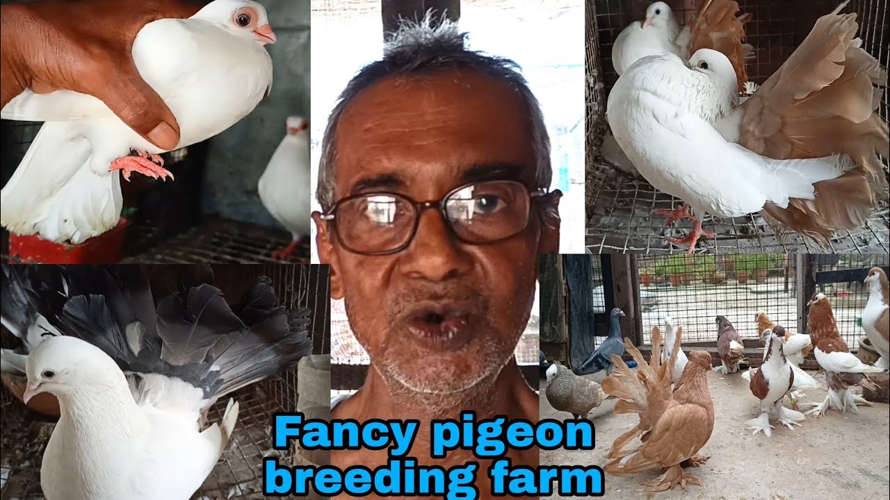 Fancy Pigeon Loft in Hoogly of Pratap nandy / Fancy kabootar breeding farm