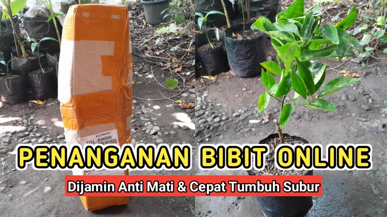 Cara Penanganan Bibit Tanaman Beli Online! Dijamin Cepat Tumbuh Subur Dan Pulih Dari Layu Stress!