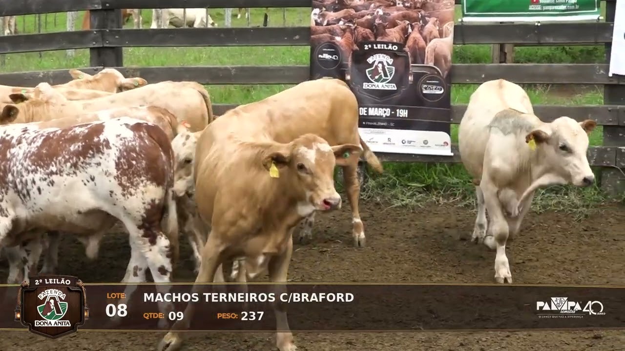 LOTE 08 - 2° Leilão Virtual Fazenda Dona Anita, PINHALZINHO/SC - 24/03/2026 19:00h