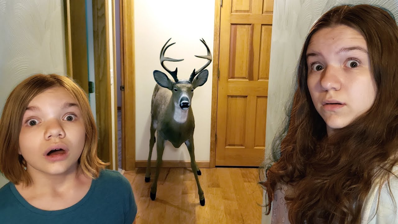 DEER IN OUR HOUSE.