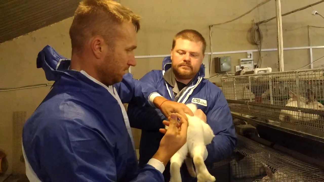 Искусственное осеменение кроликов. Взятие семени и оплодотворение самок