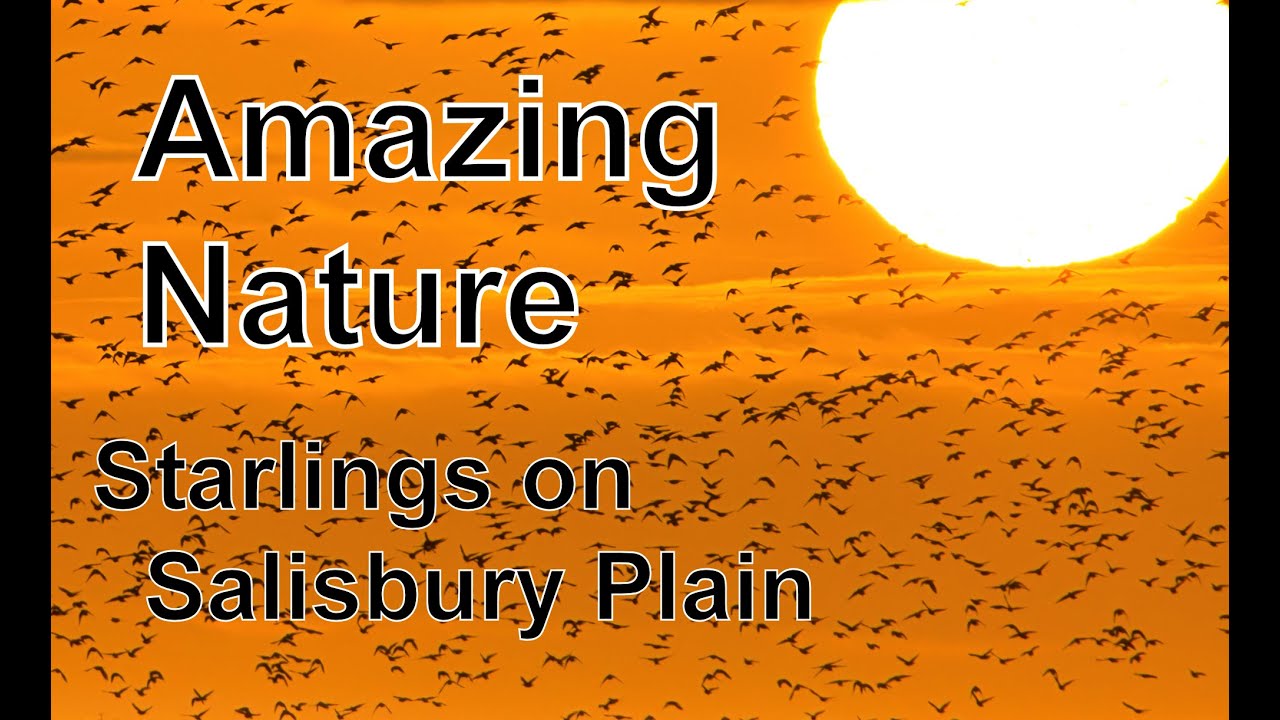 Amazing Starling Murmurations on Salisbury Plain [4K]