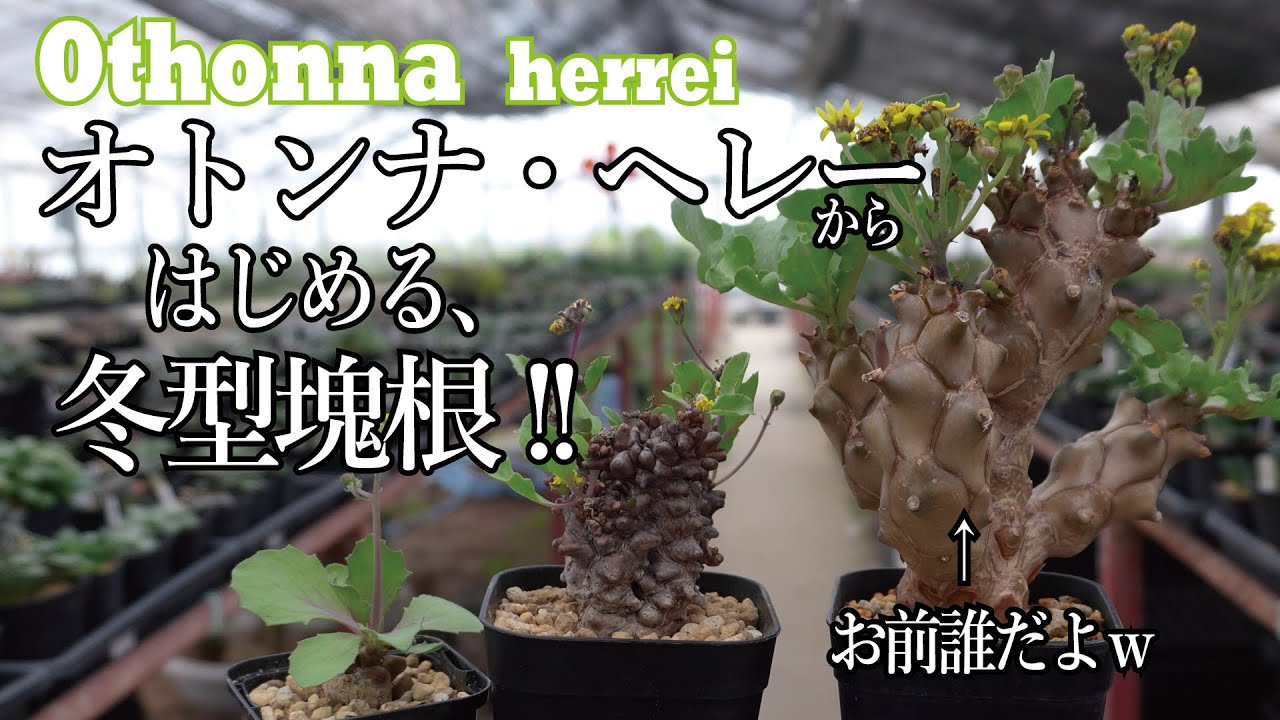 冬型の季節到来！初心者にも超おススメ、オトンナ・ヘレーの品種紹介！Introducing Othonna herrei, an easy winter grower