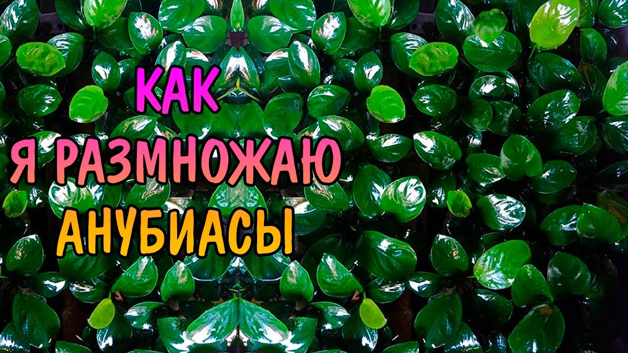 КАК Я РАЗМНОЖАЮ АНУБИАСЫ
