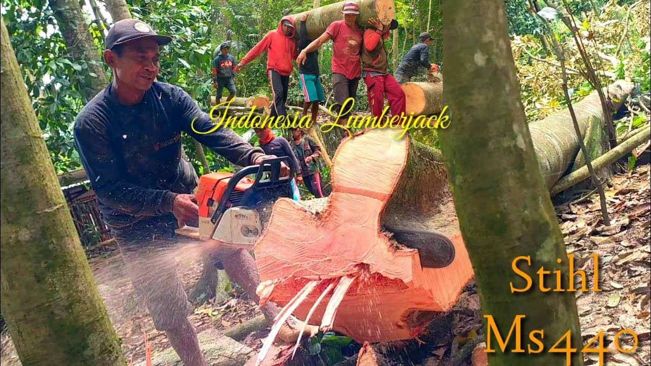 The collapse of the most expensive fruit tree surprised me, Stihl Ms440