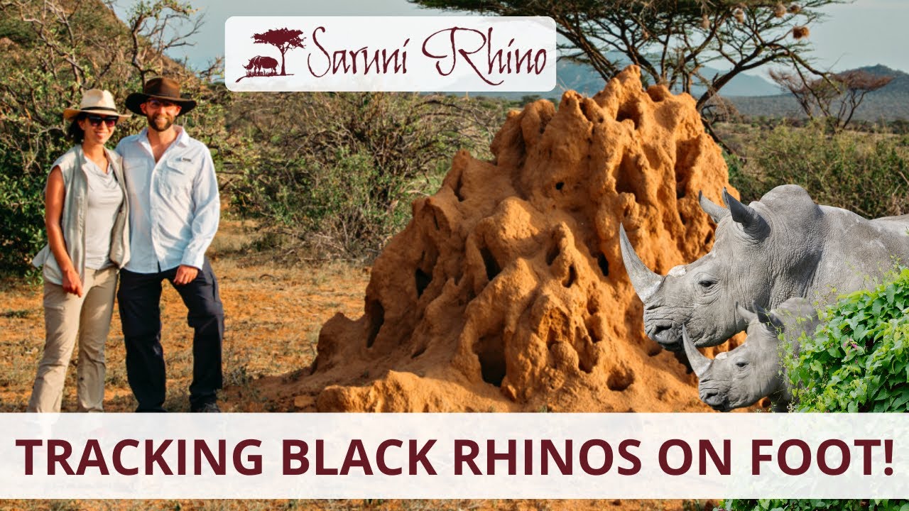 Tracking Black Rhinos On Foot At Saruni Rhino Lodge In Kenya