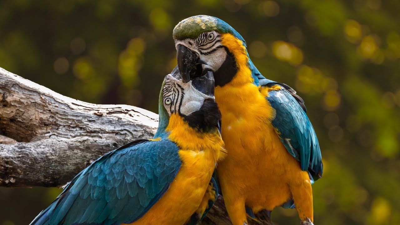 Incredible Parrot Facts You Didn't Know!