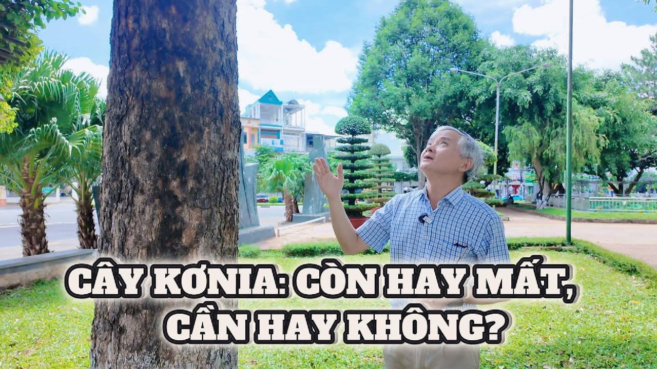 Cây kơnia còn hay mất, cần hay không? #tuepleiku #caykonia #vanhoataynguyen