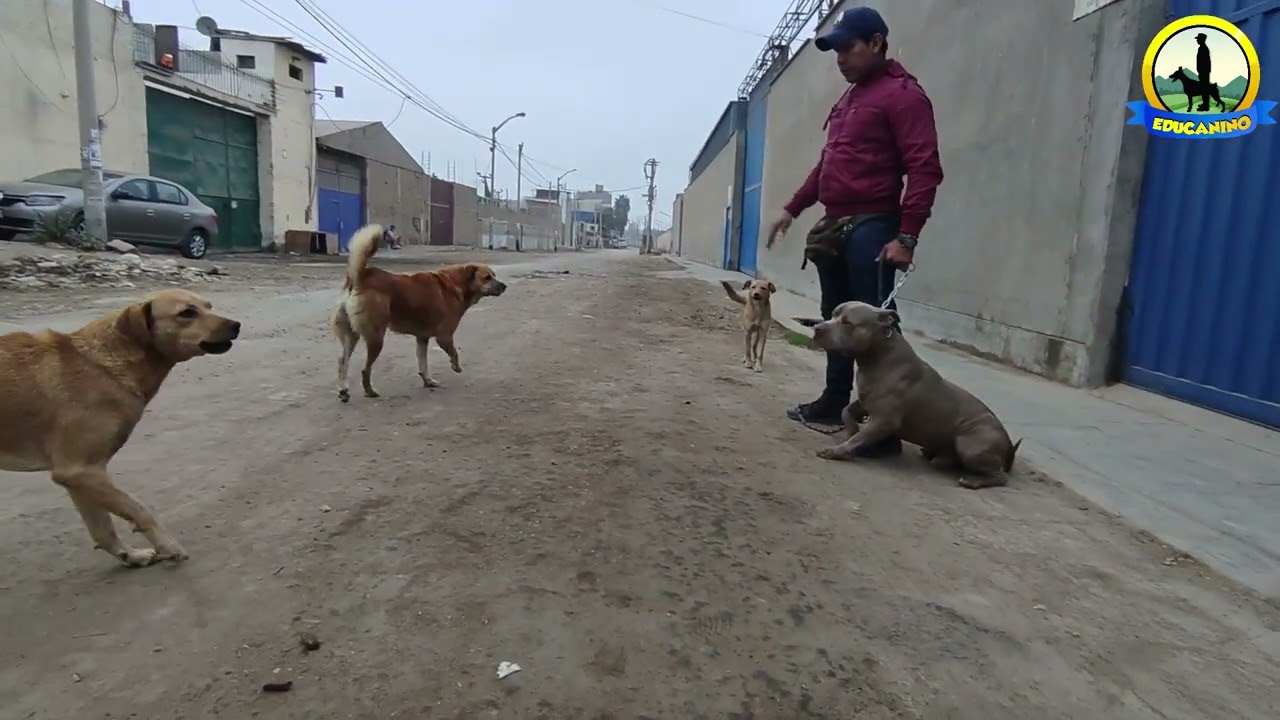 COMO EVITAR QUE TU PERRO TIPO PITBULL ATAQUE A OTRO PERRO