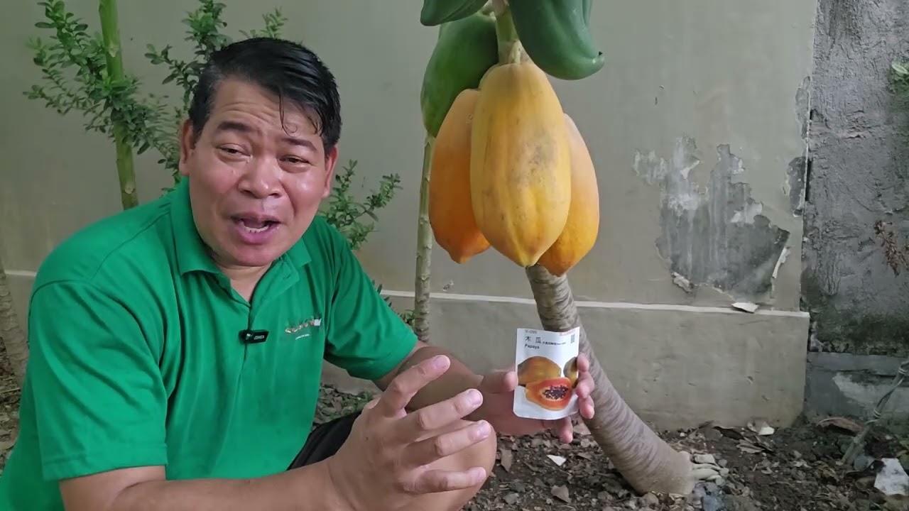 SIKRETO SA PAGPAPABUNGA NG PAPAYA AT PARA MAGING MATAMIS #gardening #farmer #farming #fruit