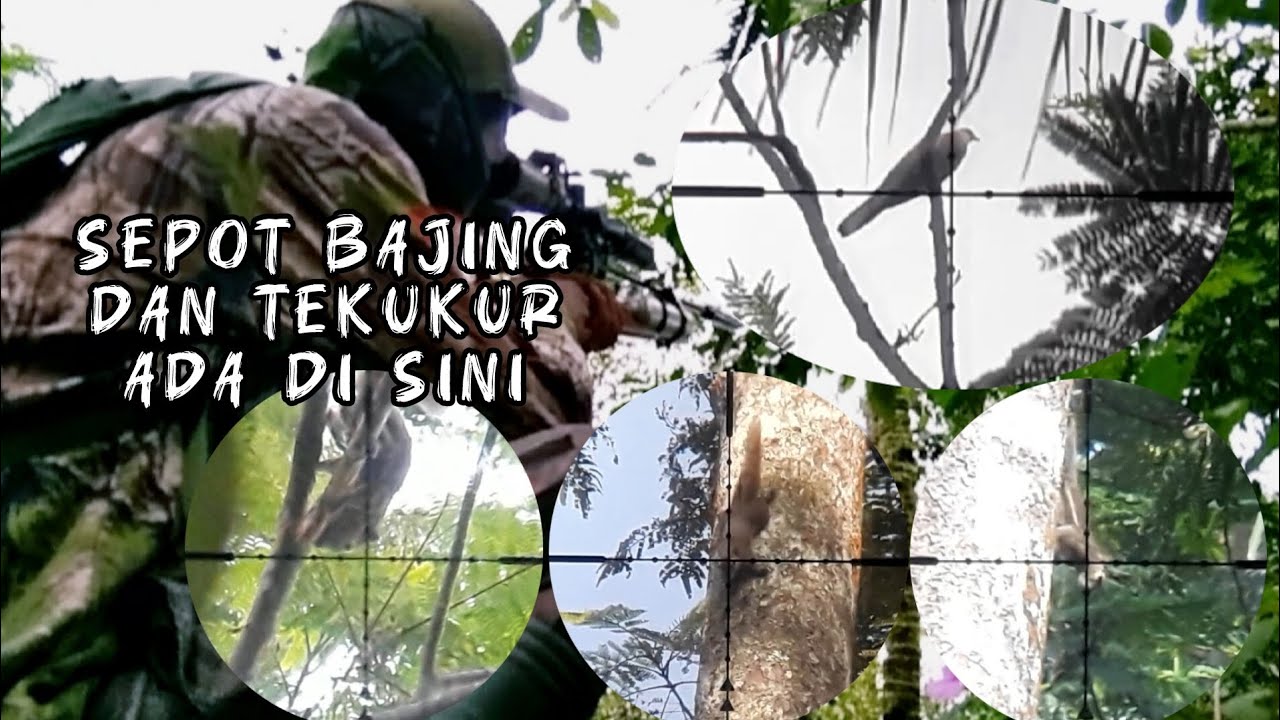 BERBURU HAMA BAJING TEKUKUR DI SEPOT BARU 