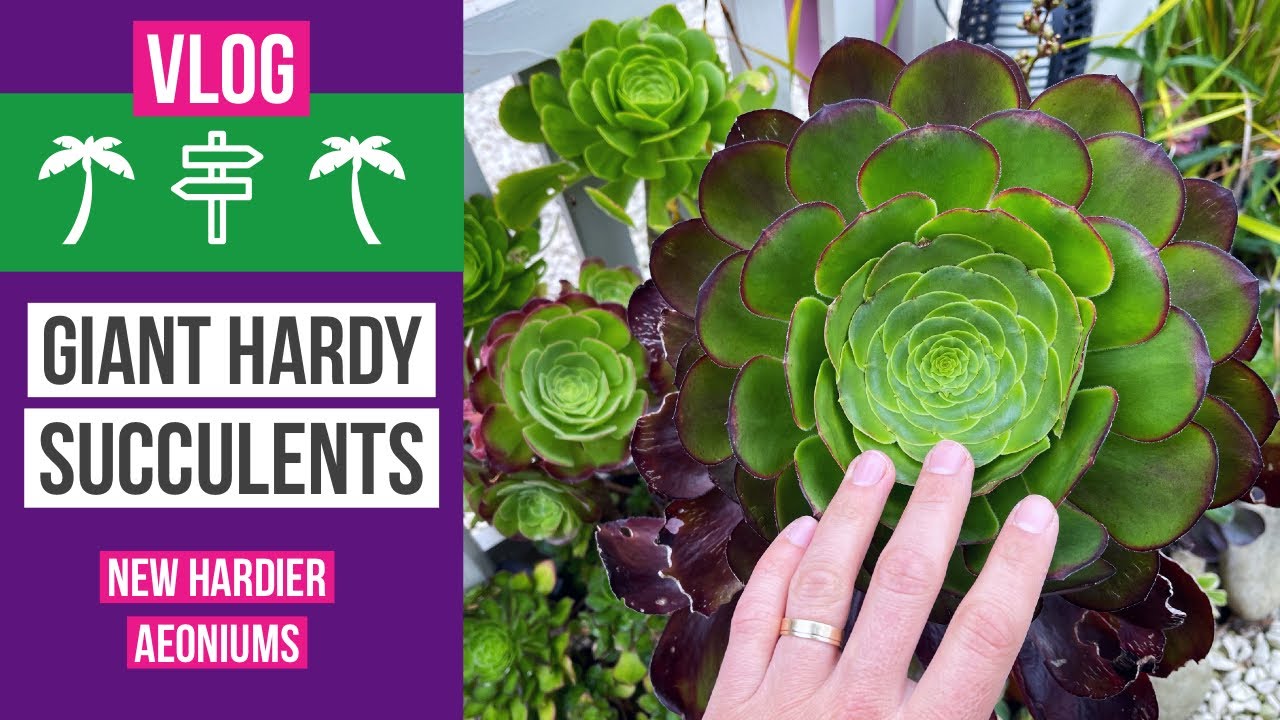 Growing giant succulents in my tropical garden - new hardier Aeoniums.