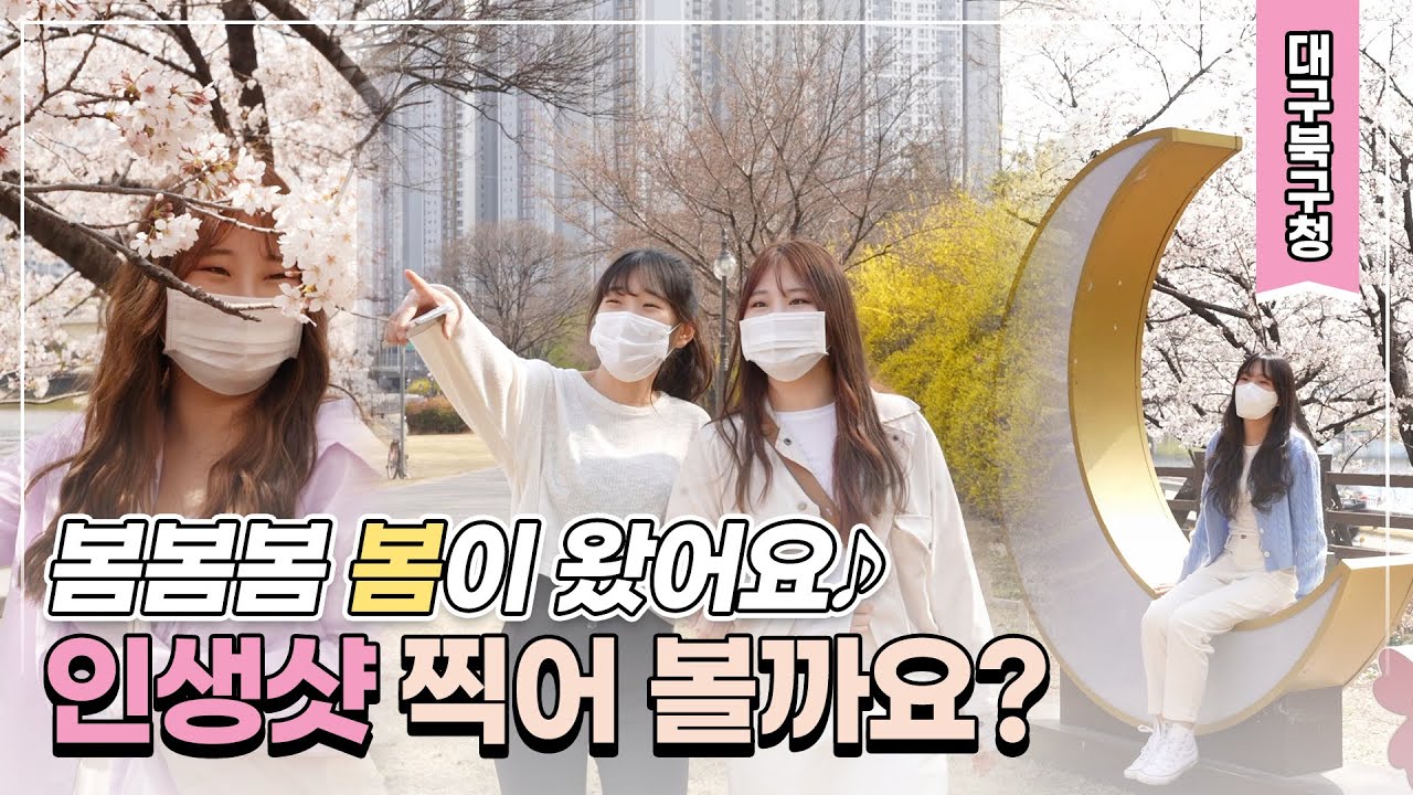 봄봄봄 북구에 봄이 왔어요 🥰 l 대구여행 l 벚꽃명소 l 봄 l 피크닉