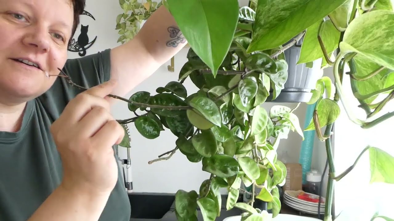 Tuto Hoya : quand , comment , pourquoi rempoter une hoya 🪴