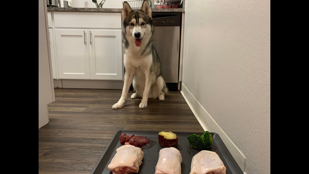 Siberian Husky Eats Raw Diet - ASMR #3