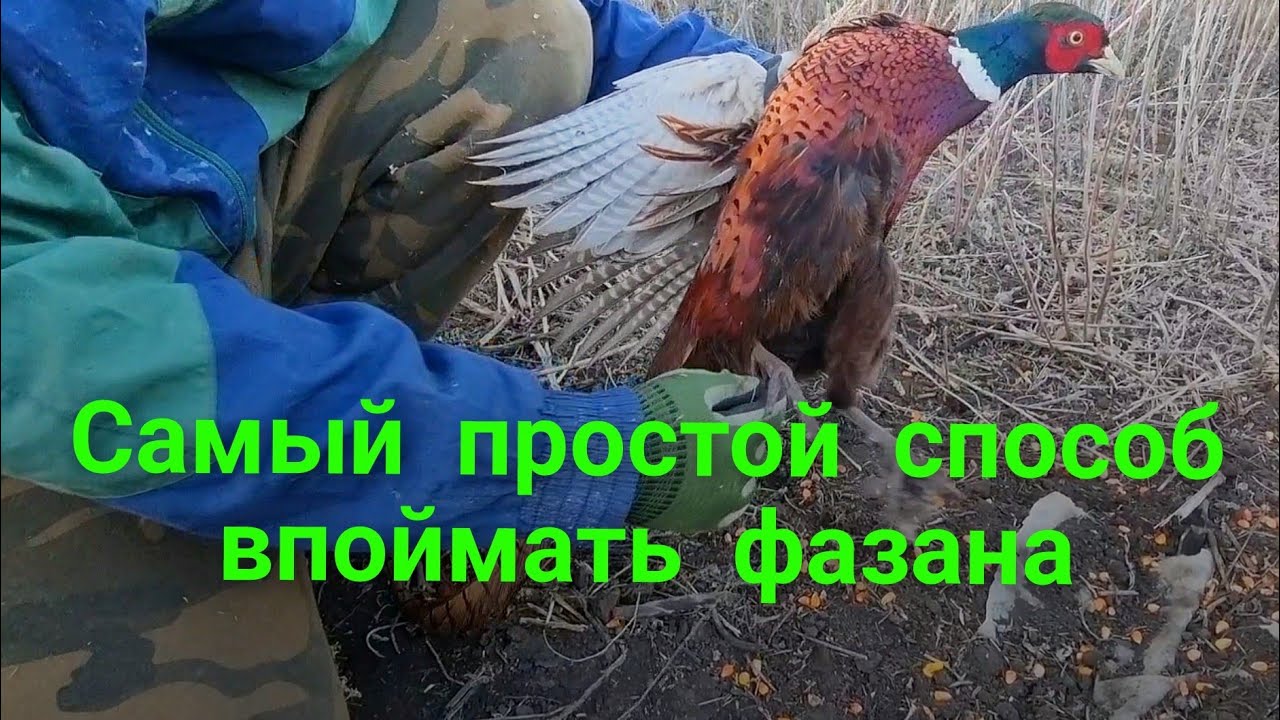 ПРОЩЕ НЕ ПРИДУМАТЬ! САМАЯ ПРОСТАЯ ЛОВУШКА-ПЕТЛЯ ДЛЯ ЛОВЛИ ФАЗАНОВ!