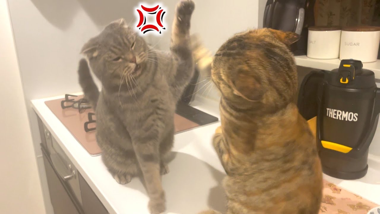 普段温厚なお兄ちゃんを遂にブチギレさせてしまった結果・・・
