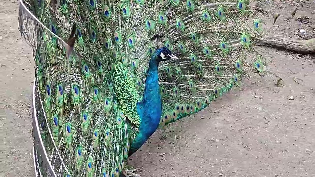 Pawie indyjskie w arboretum w Gołuchowie