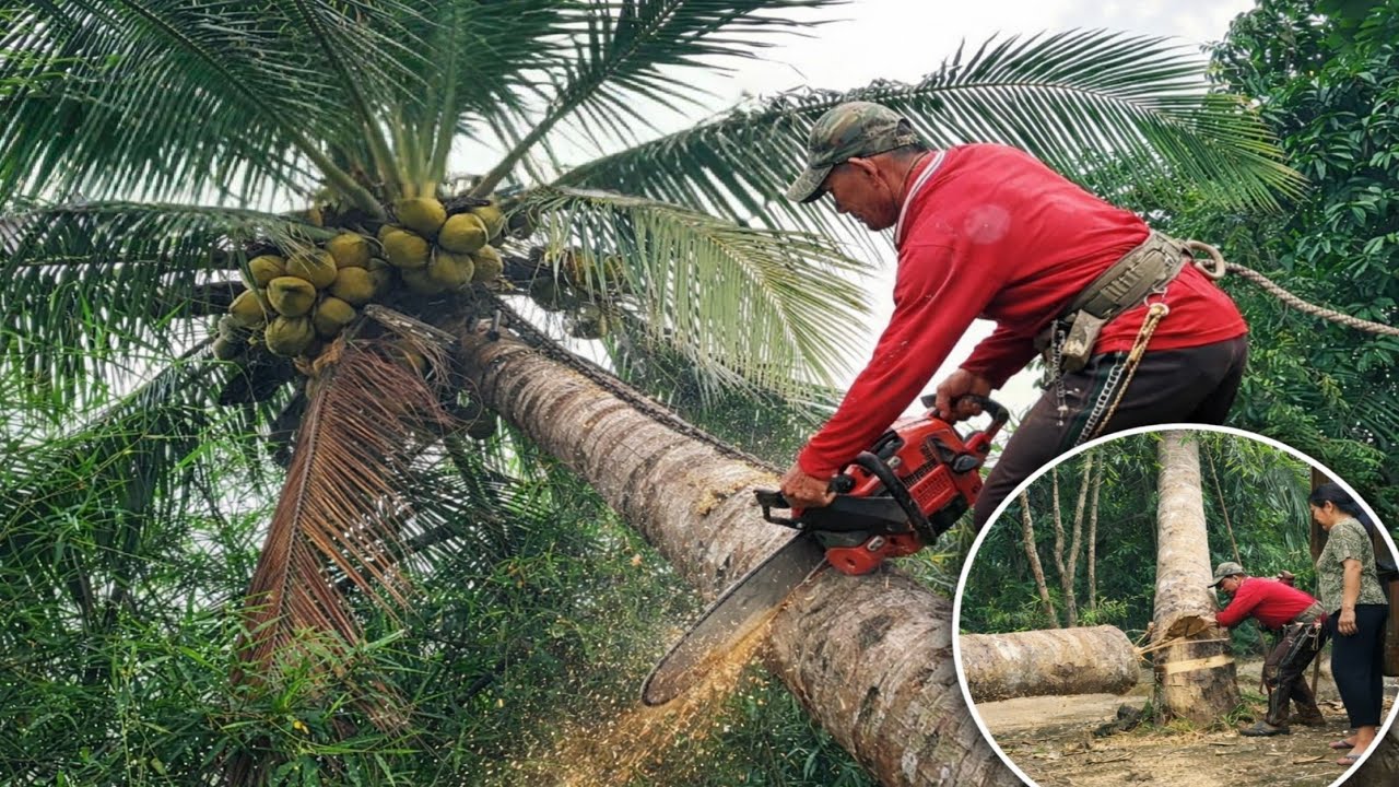 Nguy Hiểm! Hạ C&acirc;y Dừa Cao Ch&oacute;t V&oacute;t C&oacute; Thể Đ&egrave; Tr&uacute;ng Nh&agrave; B&agrave; Cụ Neo Đơn