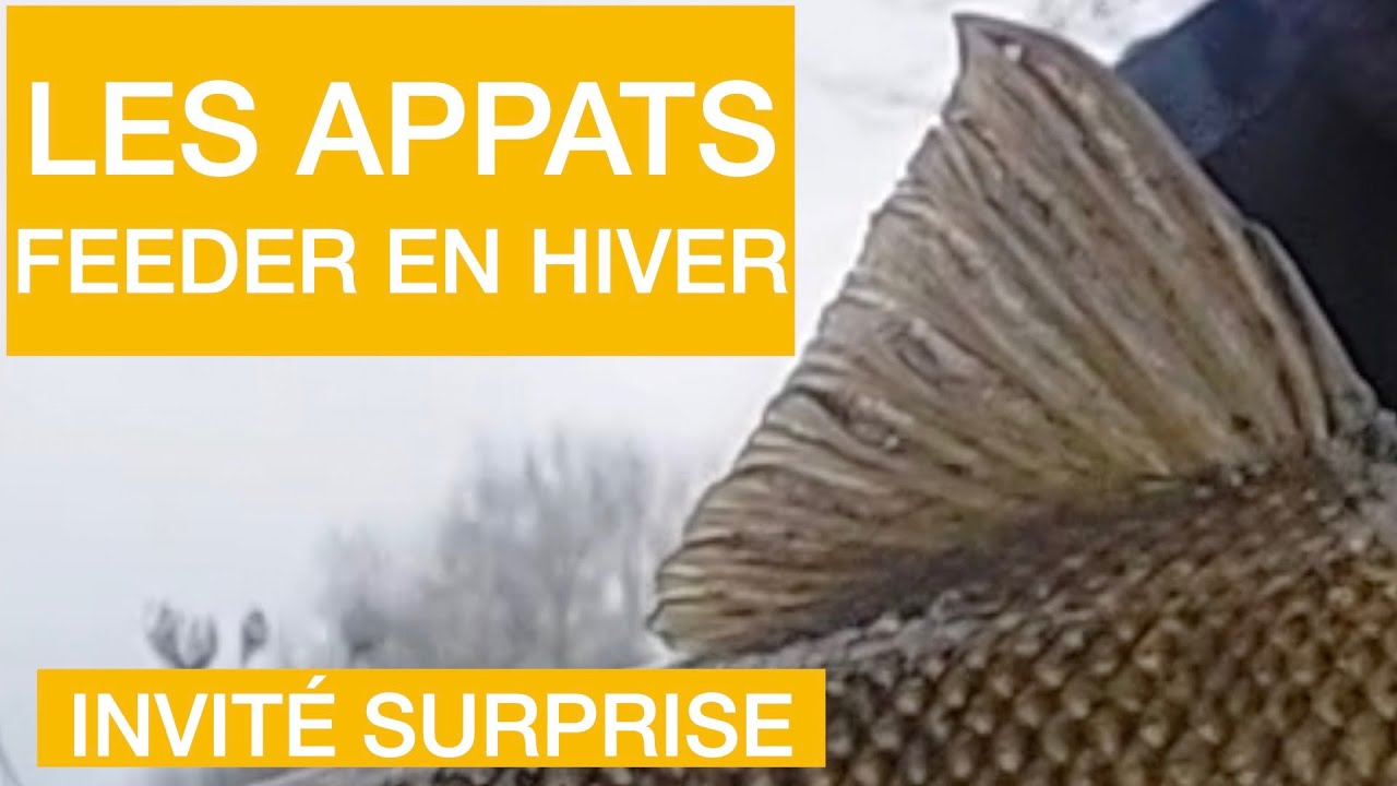 Les APPATS.  FEEDER en HIVER   HD 1080p