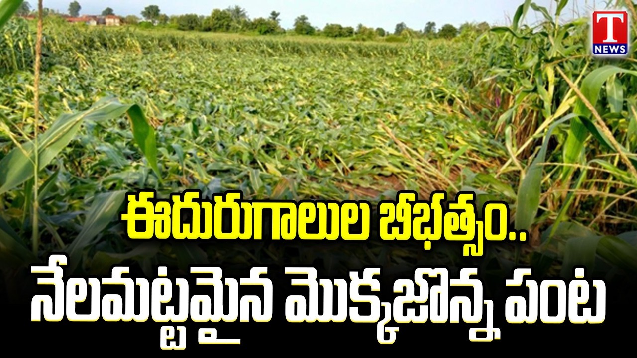 అకాల వర్షానికి ఆగమైన రైతులు | Mahabubabad Farmers Heavy Crop Losses With Gusts | T News