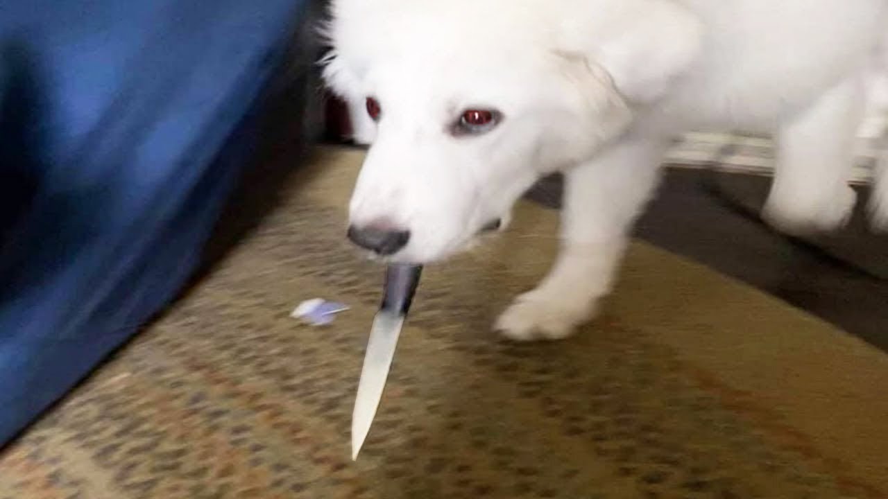 N&aring;got &auml;r fel p&aring; min HUND..