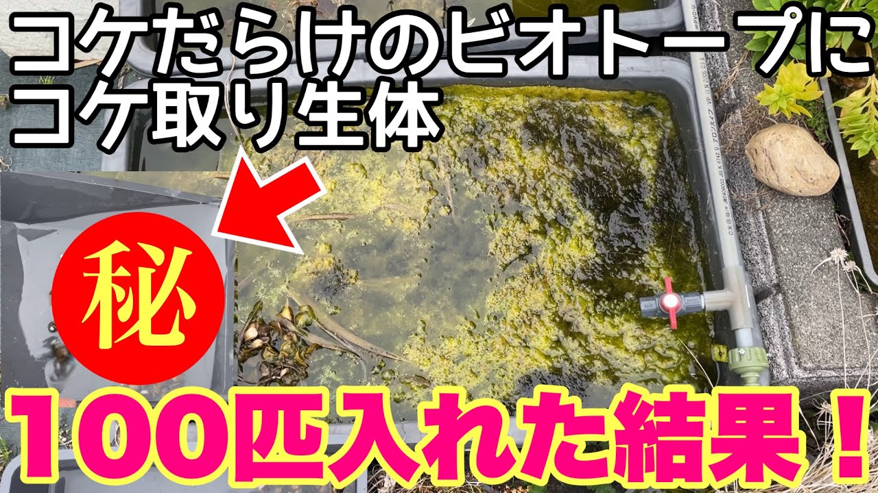 衝撃結果！アオミドロ、コケまみれのビオトープにコケ取り生物を100匹入れてみると・・衝撃の結果が！メダカ睡蓮ビオトープ