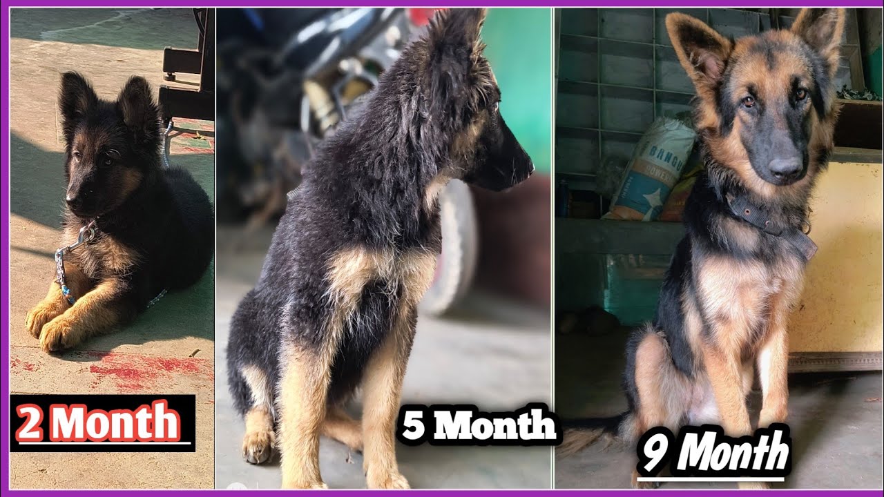 Trasfarmation of German shepherd dog 0 To 9 Month Such a intelligence dog | Benny puri Vlogs