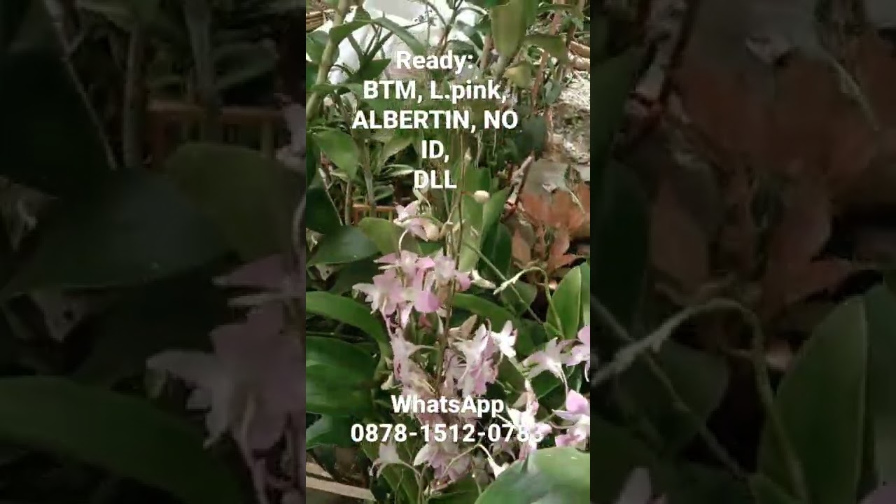 obral anggrek jadul paling murah - anggrek Cilacap