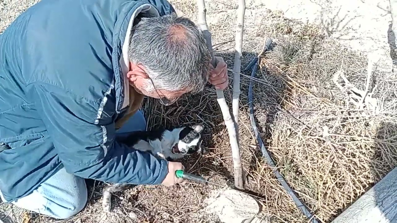 PODA DE LA HIGUERA