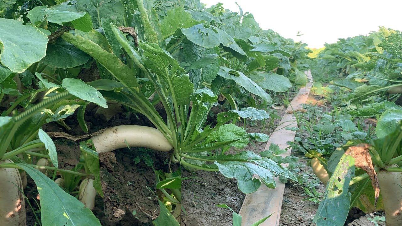 Beautiful radish farming in countryside