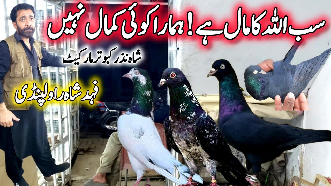 Fahad Shah k extra Ordinary kabootar 🔥 || 0346-594-594-0 || Original kabootar ye hote hain