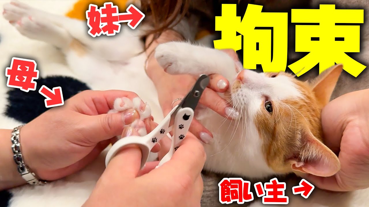 実家から来た親族たちに初対面の子猫が”拘束”されてしまいました…