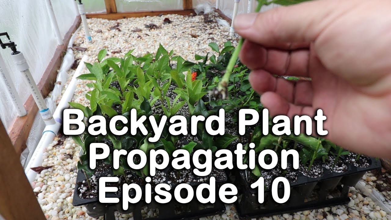 Backyard Plant Propagation Episode 10 (How to Root Azaleas, Beautyberry, and Ligustrum)