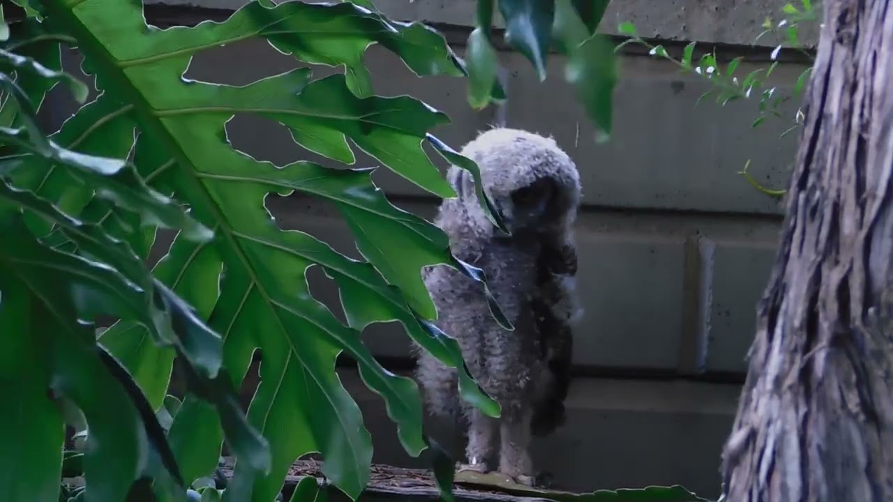 “Almost Invisible – Perfect Owl Camouflage”