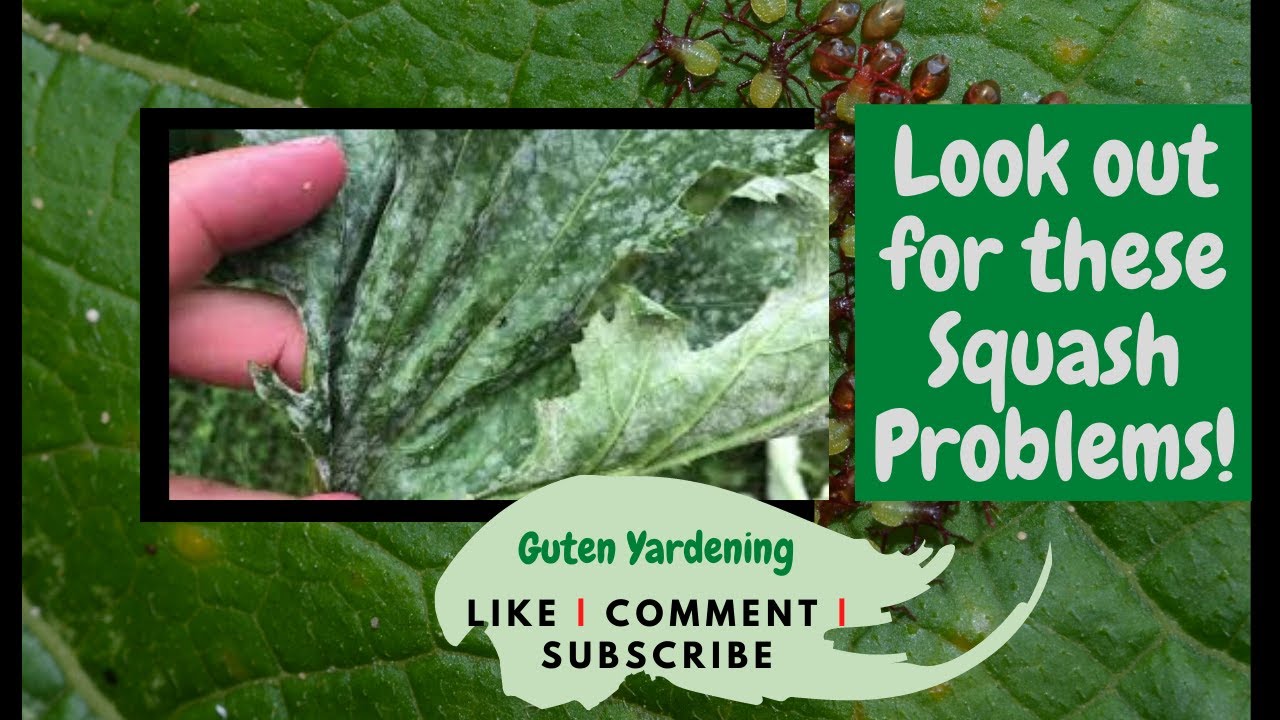 Squash Your Squash Problems | Common Squash Problems in the Garden | Powdery Mildew and Squash Bugs