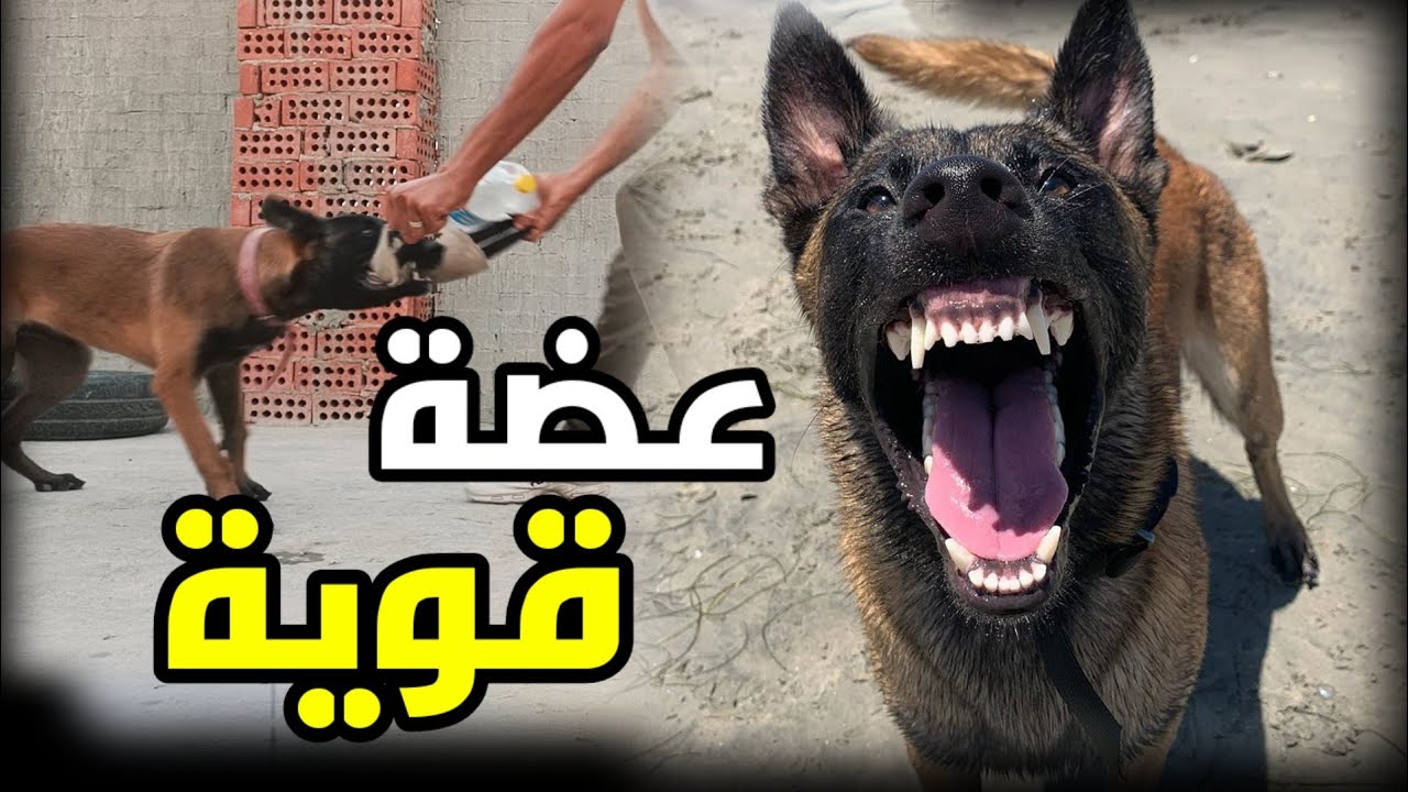 تدريب الكلاب على العض و العضاضة تدريب شراسة وتقوية شخصية الكلب