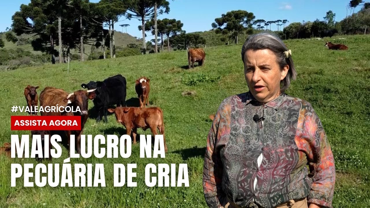 Como 20 Vacas Renderam o Mesmo que 29: O Segredo da Família Marquesi