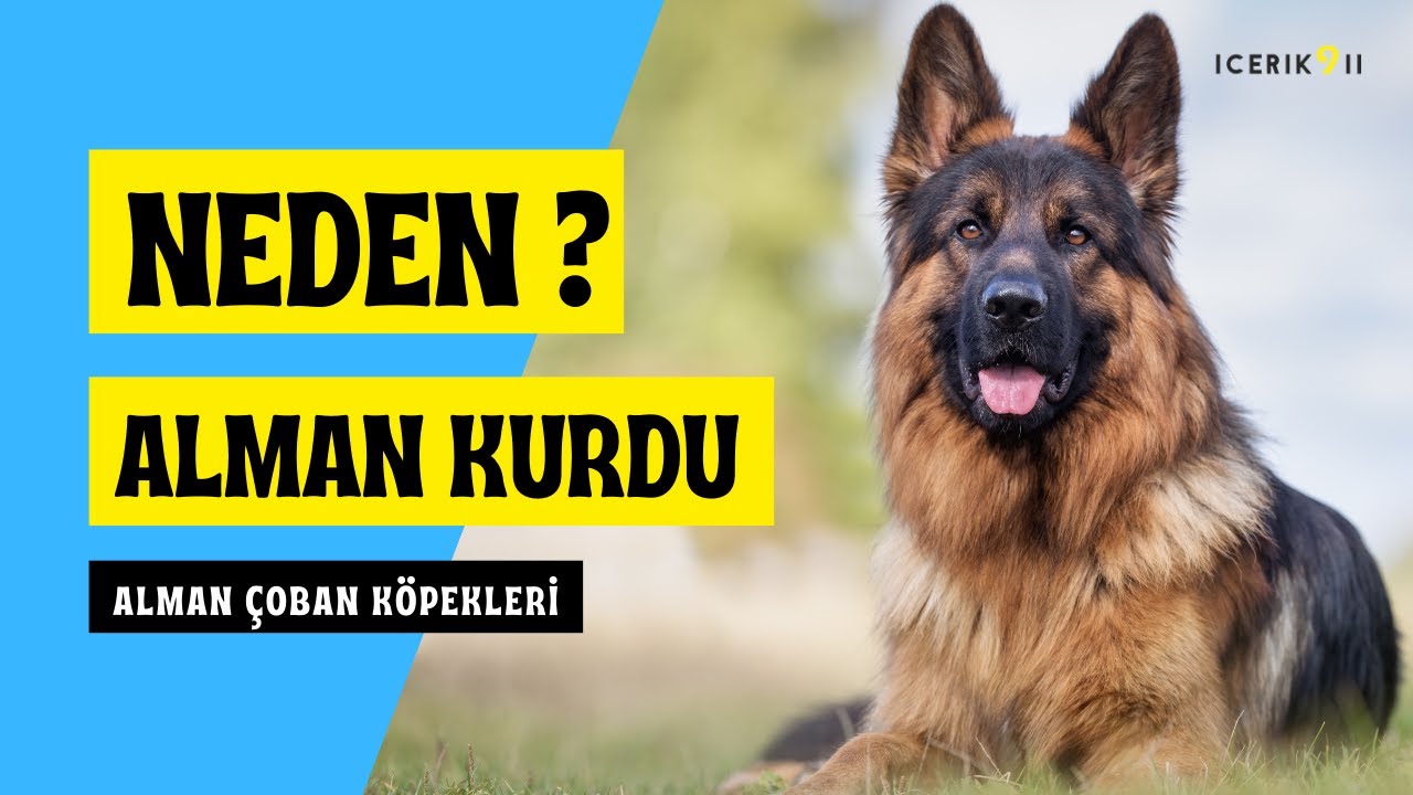 Narkotik Arama Köpeği (Alman Kurdu)