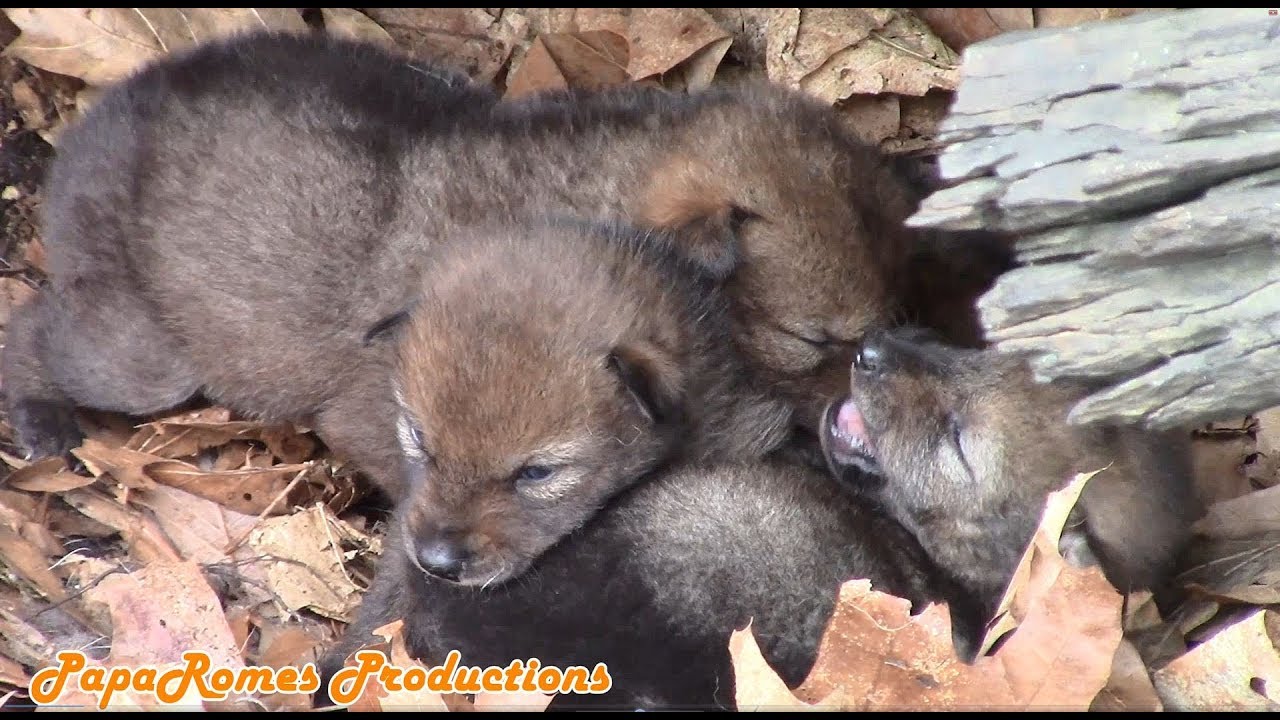 Adorable Coyote Puppies Found in a Den