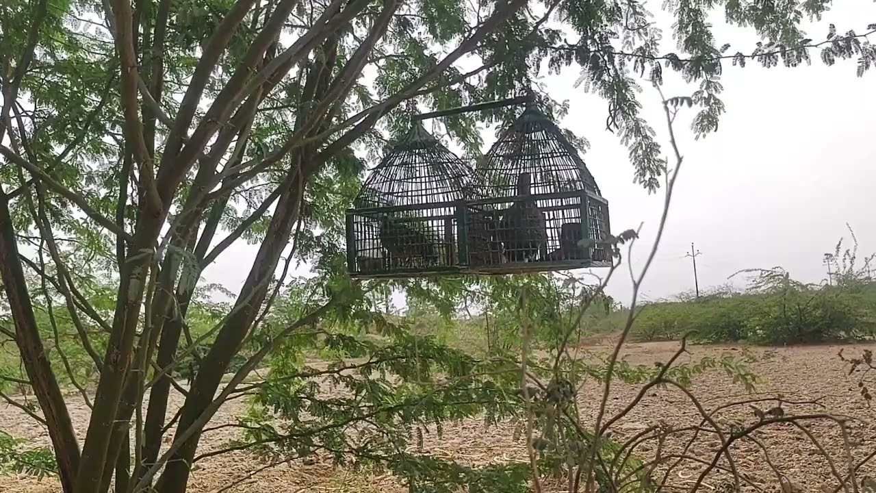 Teetarshikar 😱|Teetarawaz ❤️| Teetar sounds 🥰