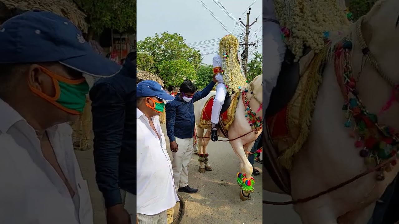 Imran Marriage || Horse Dance || Venigandla,Pedakakani, Guntur