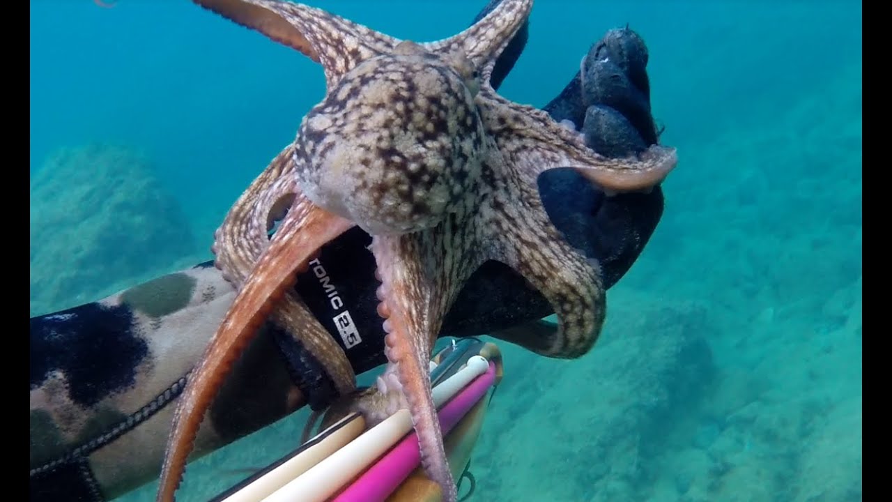 Pesca sub: Tecniche infallibili per catturare i polpi nel bassofondo -Francisub-