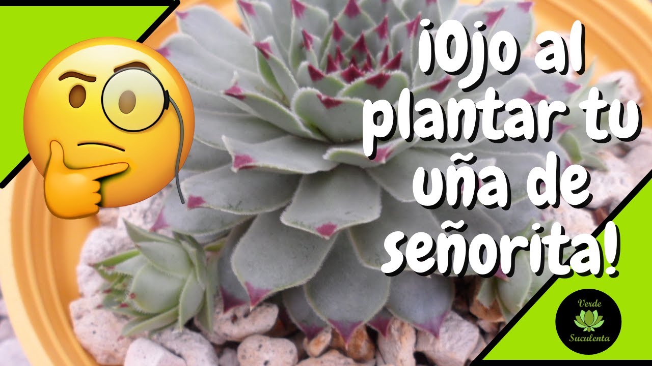 👀Para que no te pase lo que a mí😅 con tu SEMPERVIVUM CALCAREUM.🌺