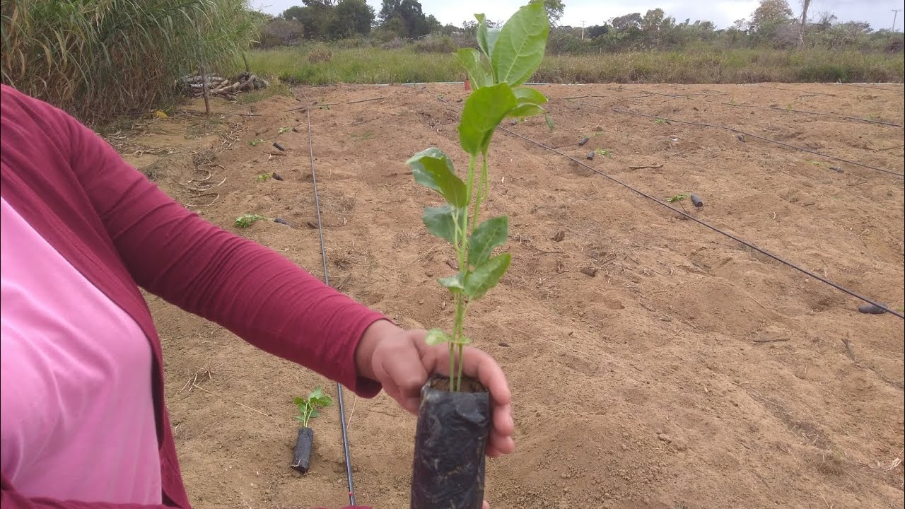 como plantar maracujá - começo 2023
